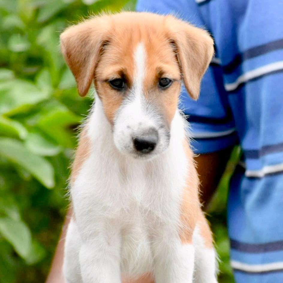 Fox Terrier - Dav Pet Lovers