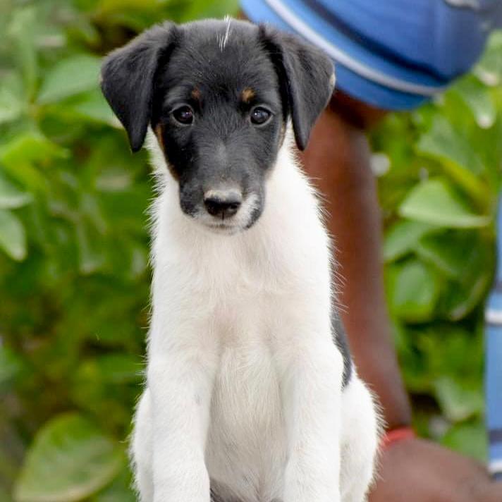 Fox Terrier - Dav Pet Lovers