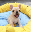 French Bulldog - Dav Pet Lovers