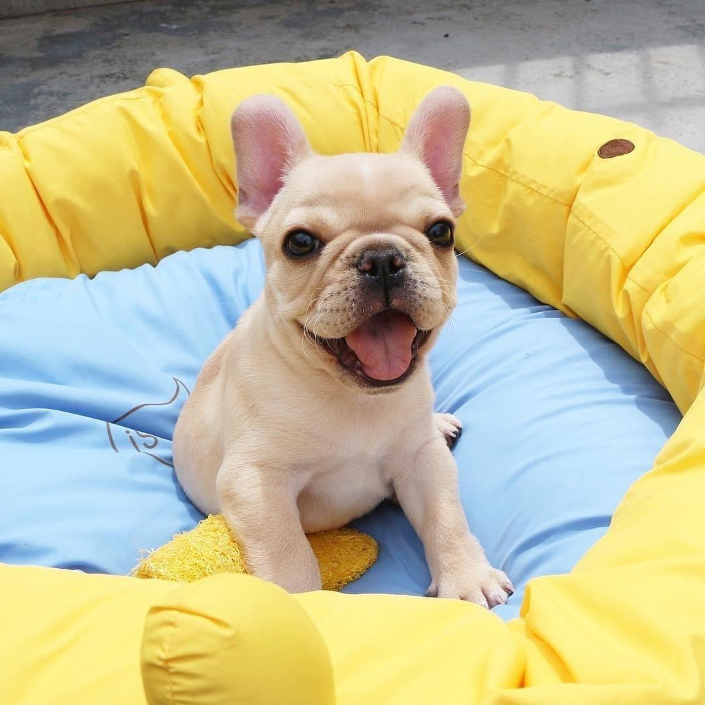 French Bulldog - Dav Pet Lovers