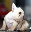 French Bulldog - Dav Pet Lovers