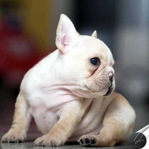 French Bulldog - Dav Pet Lovers