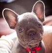 French Bulldog - Dav Pet Lovers