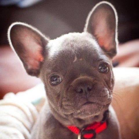 French Bulldog - Dav Pet Lovers