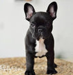 French Bulldog - Dav Pet Lovers