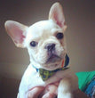 French Bulldog - Dav Pet Lovers