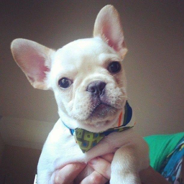 French Bulldog - Dav Pet Lovers