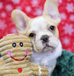 French Bulldog - Dav Pet Lovers