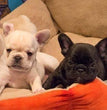 French Bulldog - Dav Pet Lovers