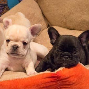 French Bulldog - Dav Pet Lovers