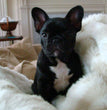 French Bulldog - Dav Pet Lovers