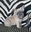 French Bulldog - Dav Pet Lovers