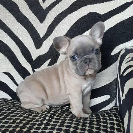 French Bulldog - Dav Pet Lovers