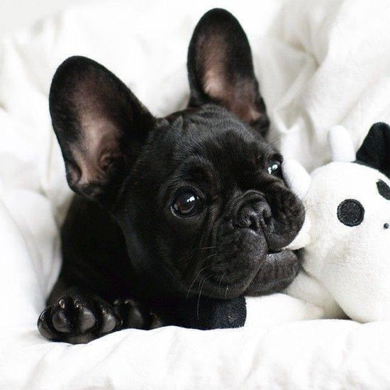 French Bulldog - Dav Pet Lovers