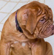 French Mastiff - Dav Pet Lovers