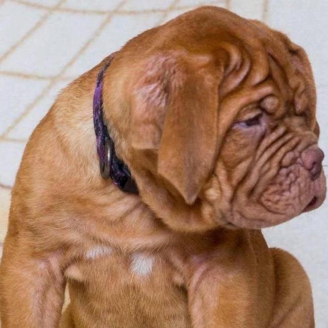 French Mastiff - Dav Pet Lovers