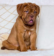 French Mastiff - Dav Pet Lovers