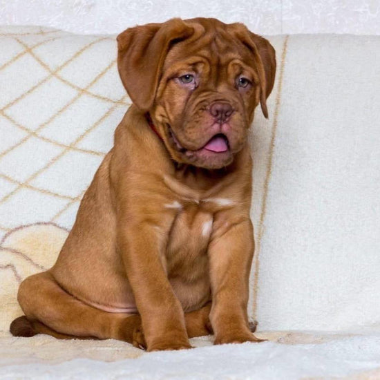 French Mastiff - Dav Pet Lovers