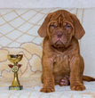 French Mastiff - Dav Pet Lovers