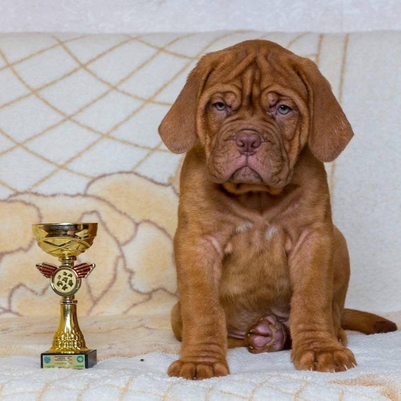 French Mastiff - Dav Pet Lovers