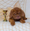 French Mastiff - Dav Pet Lovers