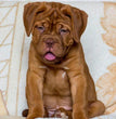 French Mastiff - Dav Pet Lovers