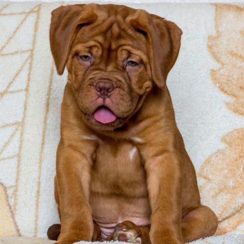 French Mastiff - Dav Pet Lovers