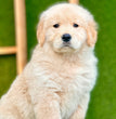 Golden Retriever -  Dav Pet Lover