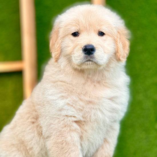 Golden Retriever -  Dav Pet Lover