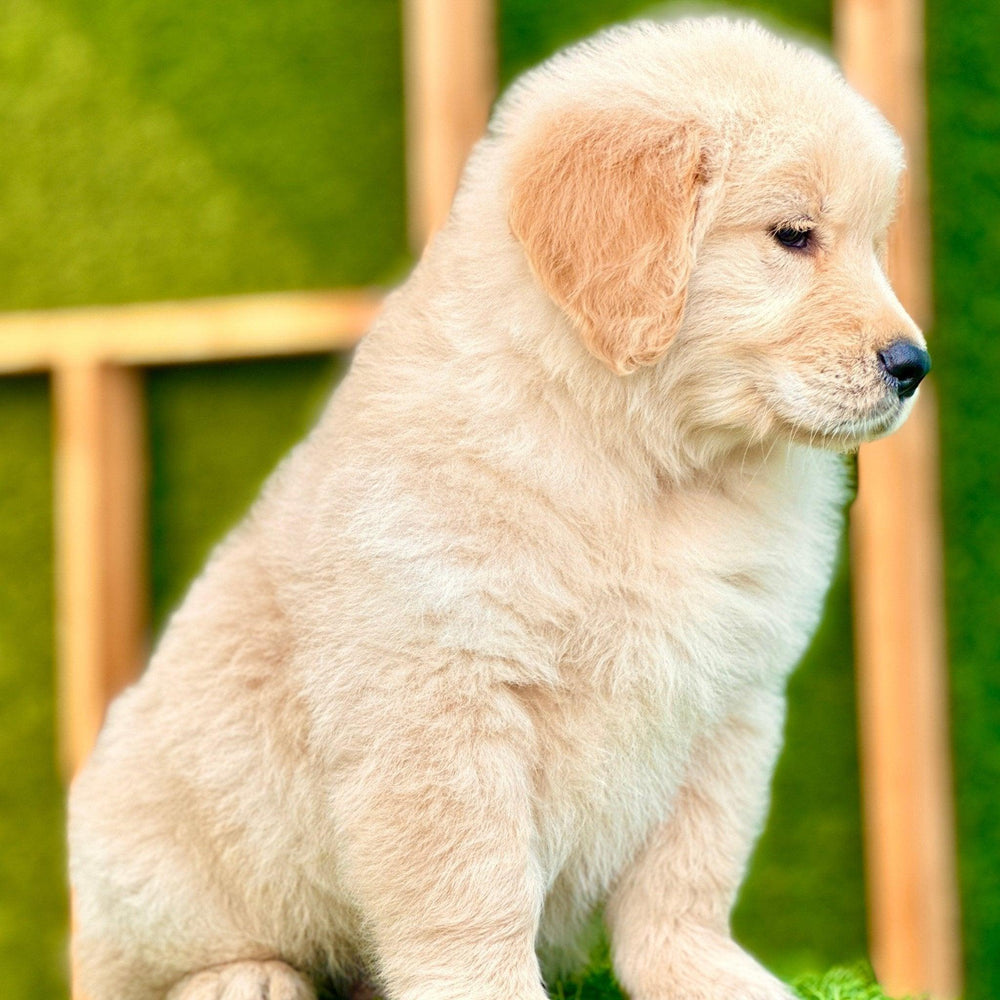 Golden Retriever -  Dav Pet Lover