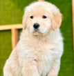 Golden Retriever -  Dav Pet Lover