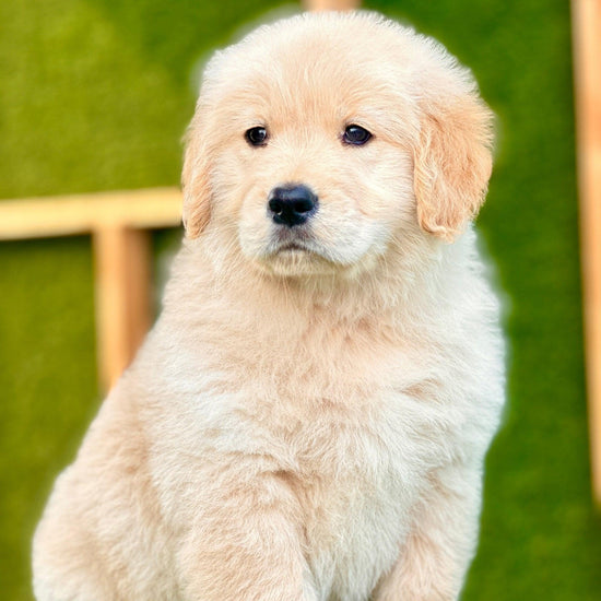 Golden Retriever -  Dav Pet Lover