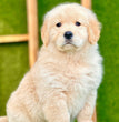 Golden Retriever - Dav Pet Lover