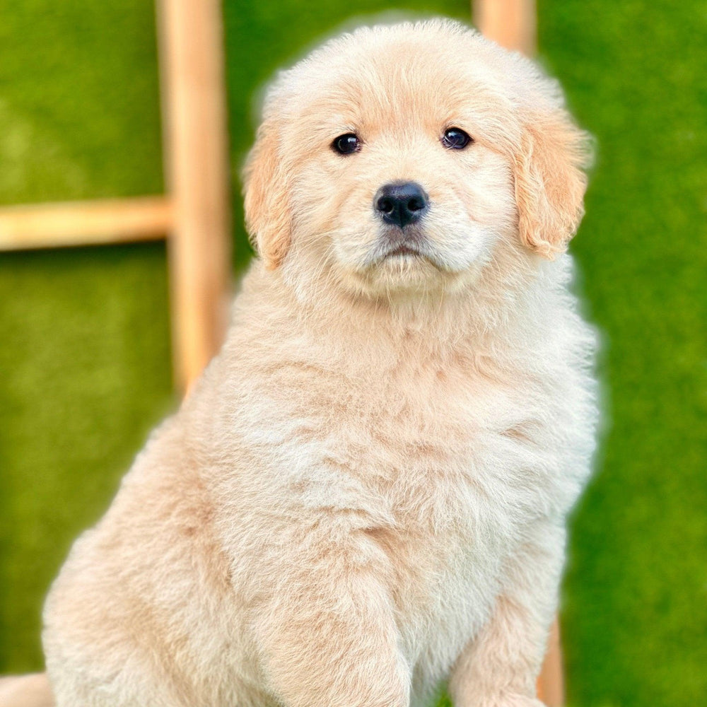 Golden Retriever - Dav Pet Lover