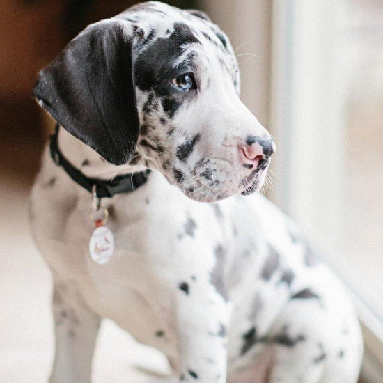 Great Dane - Dav Pet Lovers