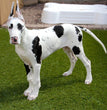 Great Dane - Dav Pet Lovers