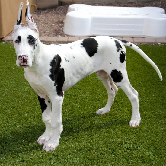 Great Dane - Dav Pet Lovers