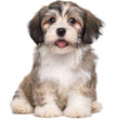 Havanese - Dav Pet Lovers