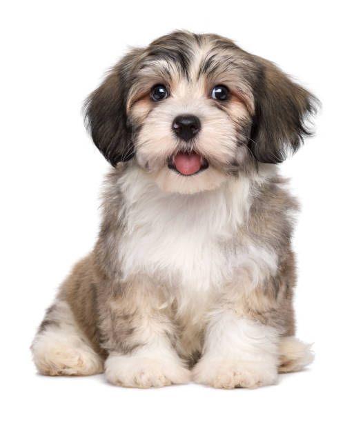 Havanese - Dav Pet Lovers