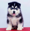 Siberian Husky-Dav pet Lovers