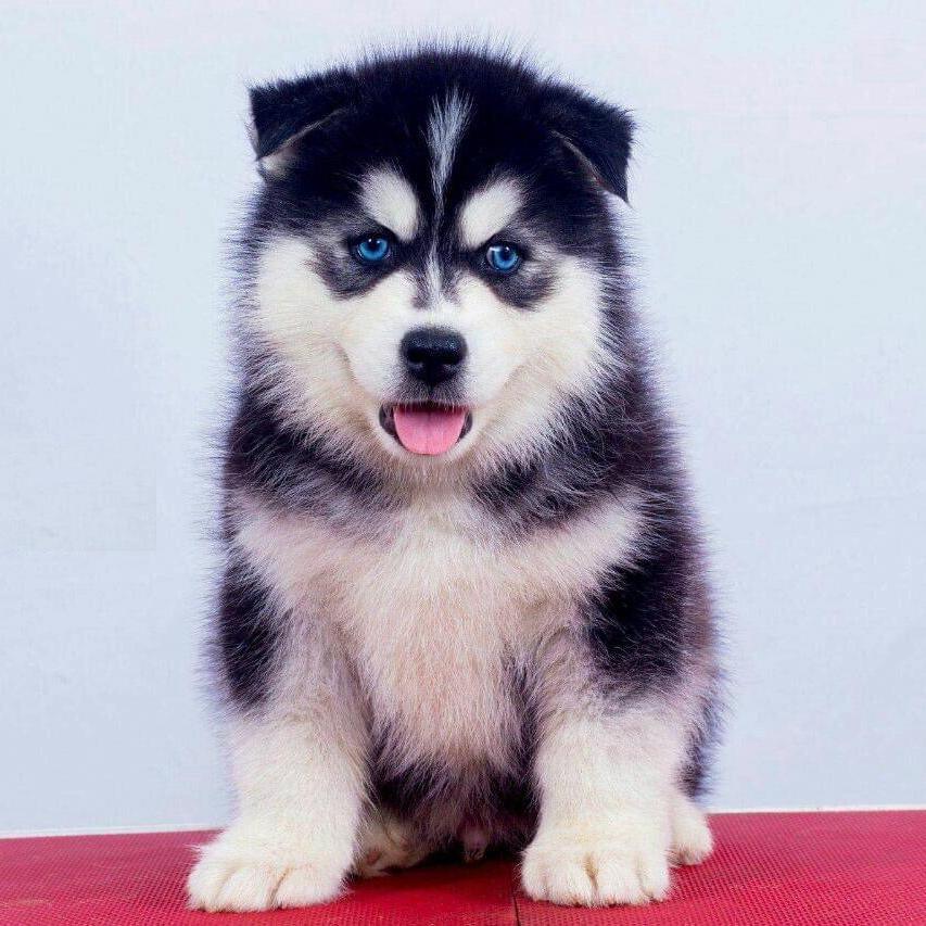 Siberian Husky-Dav pet Lovers