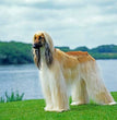 Afghan Hound