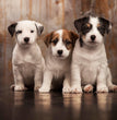 Jack Russell Terrier - Dav Pet Lovers