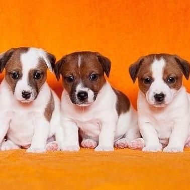 Jack Russell Terrier - Dav Pet Lovers