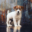 Jack Russell Terrier - Dav Pet Lovers