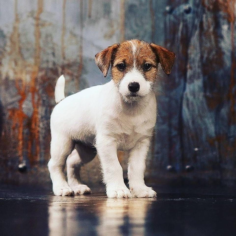 Jack Russell Terrier - Dav Pet Lovers