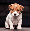 Jack Russell Terrier - Dav Pet Lovers