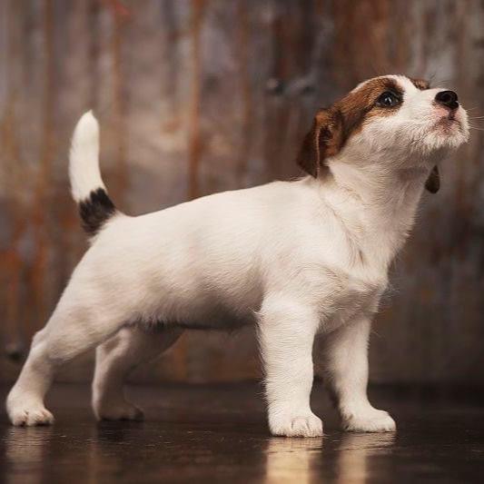 Jack Russell Terrier - Dav Pet Lovers