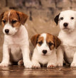 Jack Russell Terrier - Dav Pet Lovers