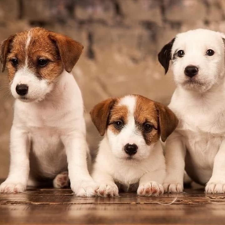 Jack Russell Terrier - Dav Pet Lovers